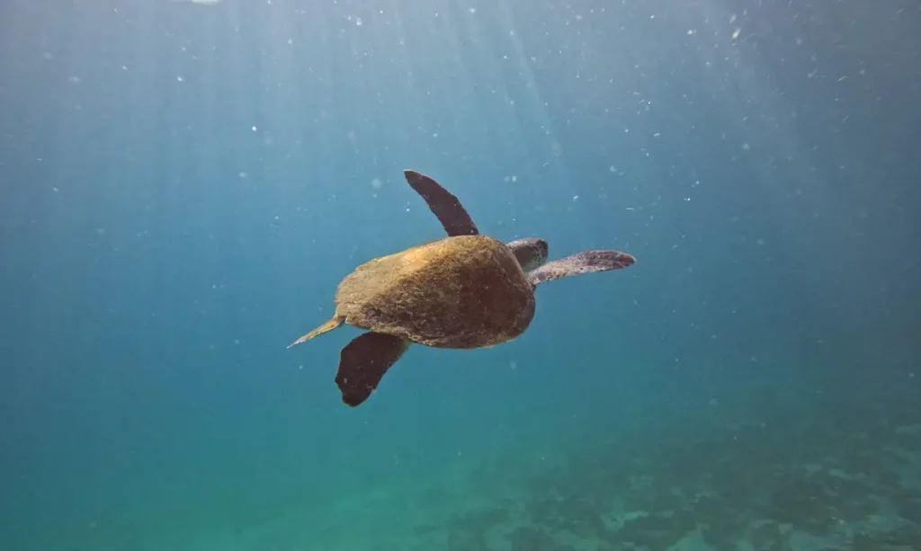 Arraial: Pesquisa busca entender origem de tartarugas que habitam a praia da cidade.