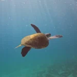 Arraial: Pesquisa busca entender origem de tartarugas que habitam a praia da cidade.